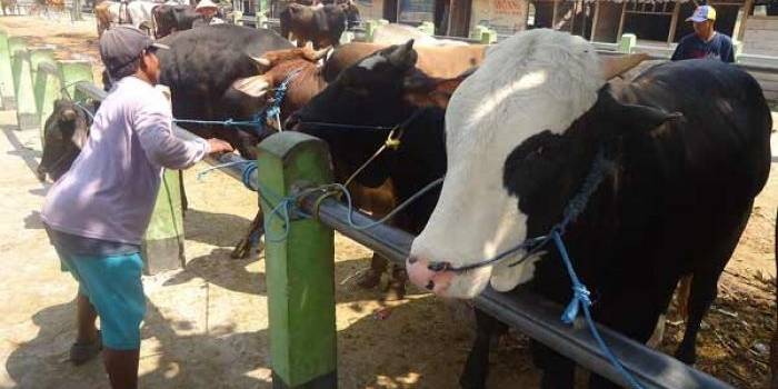 KIRIM KE JAKARTA. Pedagang sapi di Pasar Sapi Kebonagung, Kecamatan Padangan Bojonegoro. foto : eki nurhadi/BANGSAONLINE