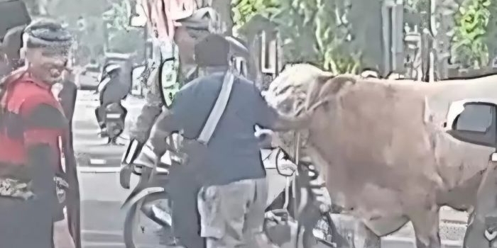 sapi-kurban-jumbo-ngamuk-di-lamongan-kota-warga-dan-pengendara-panik