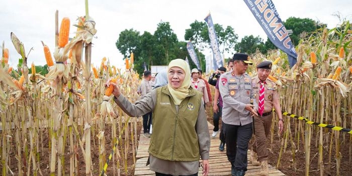 panen-jagung-di-banyuwangi-gubernur-khofifah-tegaskan-sinergi-jaga-ketahanan-pangan