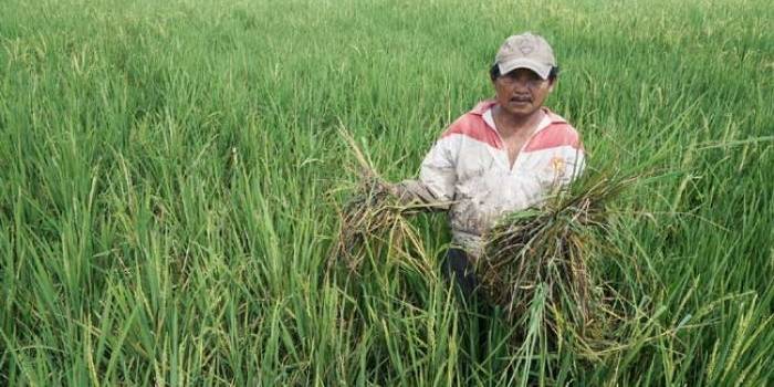 Ahmadun menunjukkan padinya yang diserang hama tikus. foto: RONY SUHARTOMO/ BANGSAONLINE