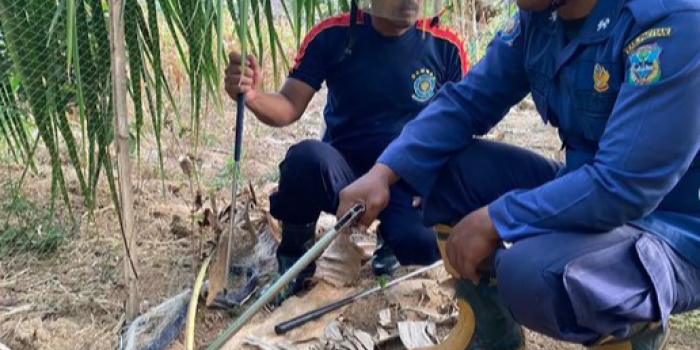 Damkar Pacitan berhasil mengevakuasi Ular Kobra yang menyerang siswa SMP (instagram: damkarpacitan)