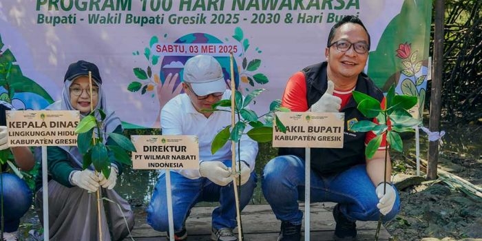 pemkab-gresik-gandeng-pt-wilmar-nabati-tanam-1-000-mangrove-di-karangkiring