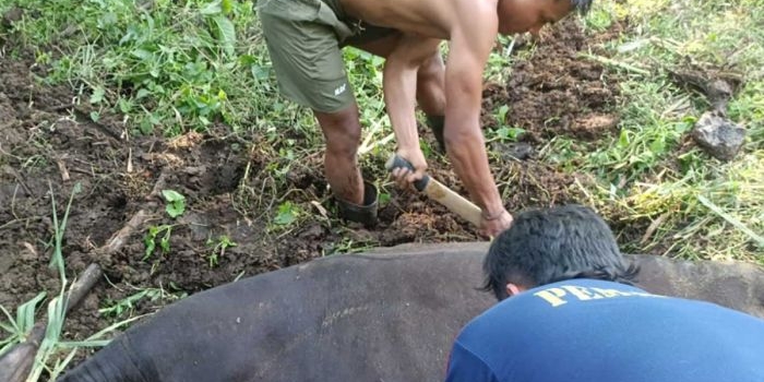 damkar-pos-pare-evakuasi-sapi-terjebak-limbah-di-badas