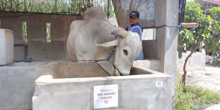 salah-satu-sapi-kurban-presiden-prabowo-dipesan-dari-plosoklaten-kediri