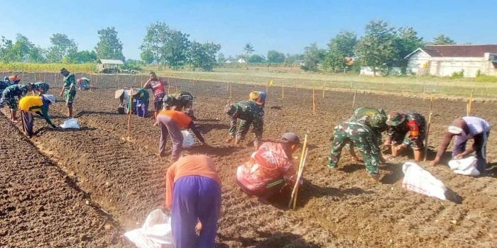 Anggota Koramil 0811/12 Bancar saat menanam bawang merah bersama warga di Desa Ngampelrejo. Foto: Ist