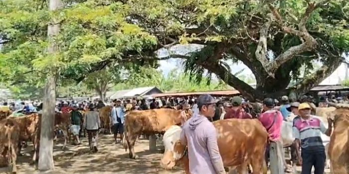 harga-sapi-di-pasar-kerek-tuban-naik-rp15-juta-per-ekor-jelang-iduladha