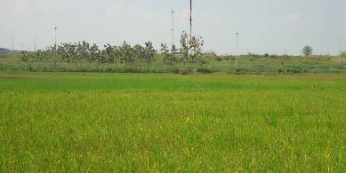 TIDAK SUBUR. Hamparan tanaman padi di sekitar lokasi pembakaran gas suar (flarring) Banyu Urip Blok Cepu tidak subur. Bahkan efek hawa panas, padi menguning dan mati. Foto: Eky Nurhadi/BANGSAONLINE