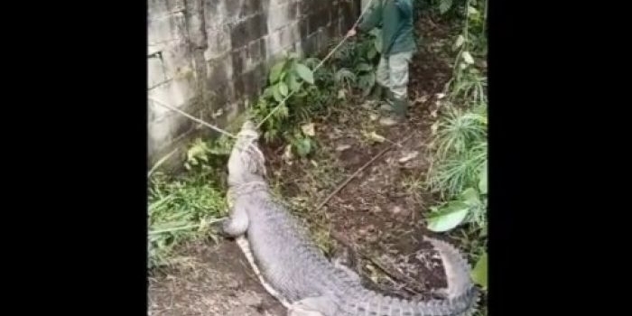 buaya-ukuran-3-meter-lebih-milik-warga-tretes-dievakuasi-ke-taman-safari-prigen-pasuruan