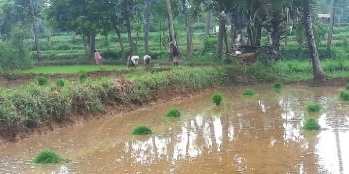 Salah satu warga Kecamatan lenteng sedang menanam padi yang kedua kalinya. Mereka enggan menanam tembakau karena harga tembakau sejak beberapa tahun terakhir anjlok. (Faisal/BANGSAONLINE)