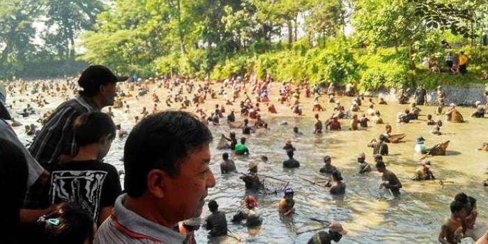 Ratusan warga mencebur ke dalam sumber Gundi untuk mencari ikan dalam Grobyak ikan di Sumber Gundi Desa Tanjung Kecamatan Pagu Kabupaten Kediri.