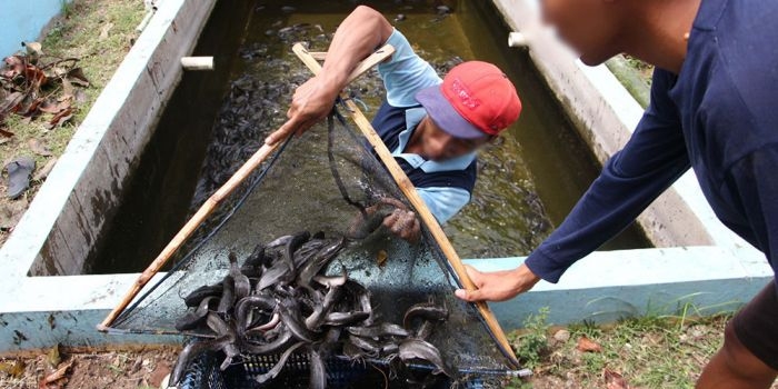 Warga pinaan pemasyarakatan Lapas I Madiun ketika memanen ikan lele. Foto: Dok. Humas Lapas I Madiun