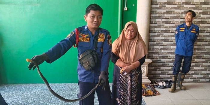 Petugas Damkar Gresik ketika menunjukkan kobra dari bawah kulkas rumah warga. Foto: Ist