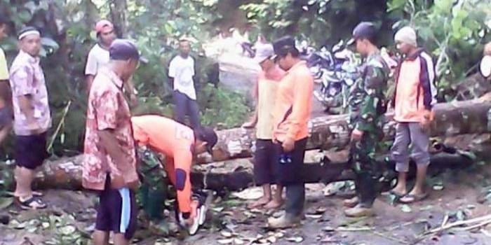 Petugas dibantu warga memotong pohon yang tumbang dan melintang di jalur lingkar Pule. foto: herman/ BANGSAONLINE