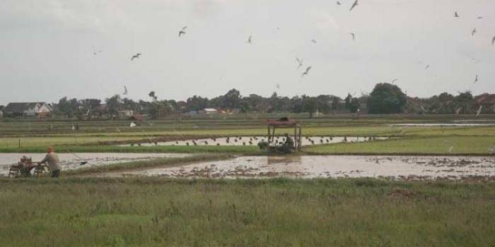 Petani saat menggarap lahan. foto: rahmatullah/ BANGSAONLINE