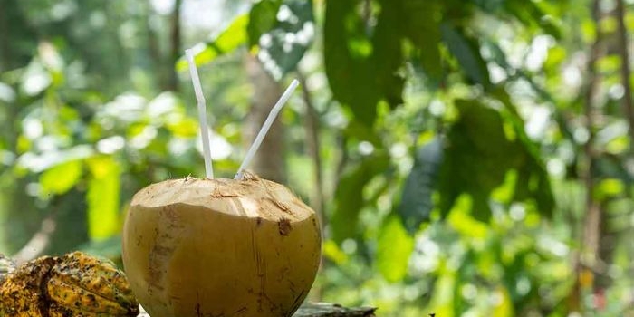 6-manfaat-degan-ijo-untuk-kesehatan-bantu-detoksifikasi-tubuh-hingga-dukung-perkembangan-janin