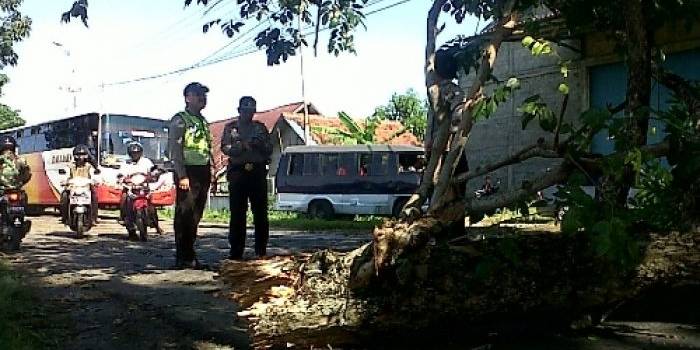 TUMBANG. Petugas polisi sedang memeriksa pohon yang tumbang. foto : eky/bangsaonline