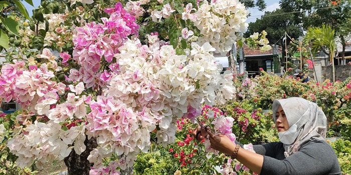 Heni Ifawati, pemilik kedai kopi kali sekaligus pemilik kebun bunga Bougenville saat merapikan ranting bunga Bougenville jenis sakura di Jalan Erlangga, Katang, Kecamatan Ngasem Kabupaten Kediri. foto: MUJI HARJITA/ BANGSAONLINE