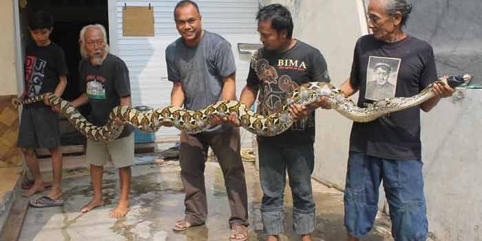 Warga menunjukkan ular sanca kembang yang ditemukan dalam sungai dekat perumahan. foto: agus hp/BANGSAONLINE