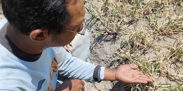Waras, salah satu petani bawang merah di Desa Paron saat menunjukkan ulat grayak yang menyerang tanaman bawang merah miliknya. foto: MUJI HARJITA/ BANGSAONLINE