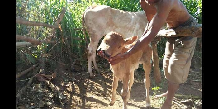 LANGKA: Pemilik saat menunjukkan sapinya yang bermuka aneh. foto: GUNAWAN/ BANGSAONLINE