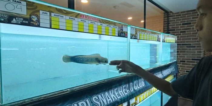 peringati-anniversary-ke-3-ksc-gelar-kontes-ikan-channa
