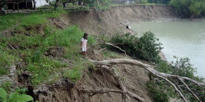 Pohon mangga besar di tepi sungai kaligandong terseret kedalam sungai. Foto: Eky Nurhadi/BANGSAONLINE.