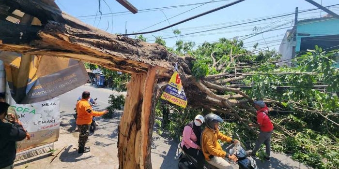 Pohon tumbang di Jalan Raya Kebon Agung, Kecamatan Sukodono, Tumbang dan menimpa sebuah toko, Minggu (8/10/2023)