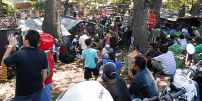 KICAU.Pembeli dan penjual burung yang memadati pasar burung Porong, khususnya di akhir pekan. foto :int