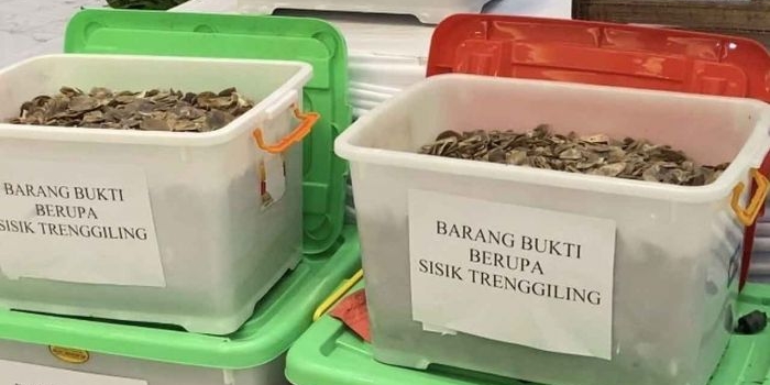 sindikat-perdagangan-sisik-trenggiling-di-surabaya-terbongkar-transaksi-capai-rp84-miliar