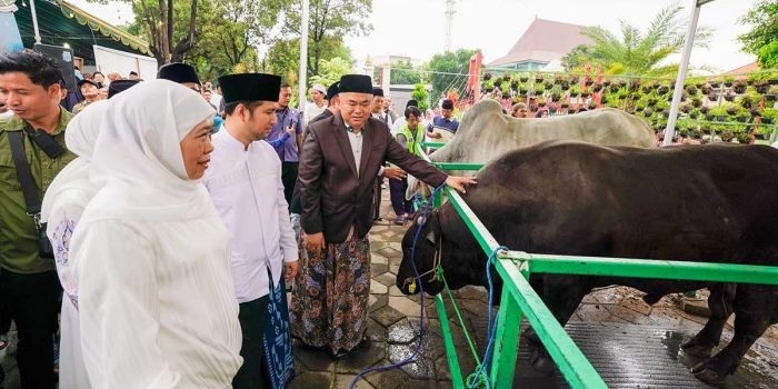 Gubernur Khofifah bersama wakilnya ketika meninjau hewan kurban yang ada di Masjid Nasional Al-Albar, Surabaya.