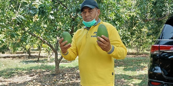 Habib Bakar, pemilik kebun mangga saat menampakkan wujud asli mangga alpukat. (foto: ist).