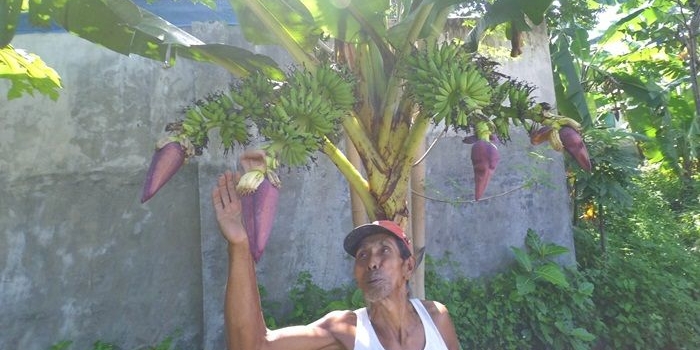 Suhud (63) bersama pohon pisang yang berbuah empat tangkai. Foto: Rony Suhartomo/BANGSAONLINE