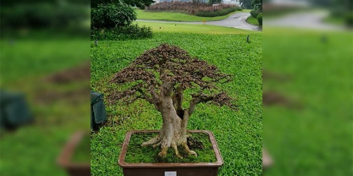 Bonsai Serut (Sterblus Asper) yang harganya bisa mencapai Rp 60 Juta.