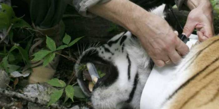 Vladimir Putin mengunci kalung leher yang dipasang pelacak satelit pada seekor harimau Siberia, sebelum dilepas. Foto: repro bbc