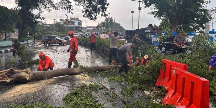 Petugas gabungan saat membersihkan pohon tumbang di tengah jalan. Foto: Ist