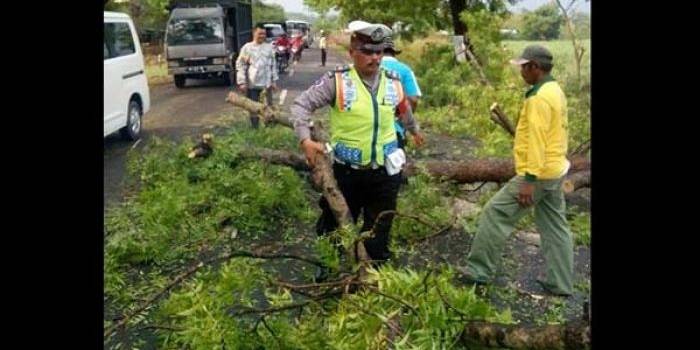 Salah satu pohon yang tumbang di jalan karena puting beliung. foto: zainal abidin/BANGSAONLINE