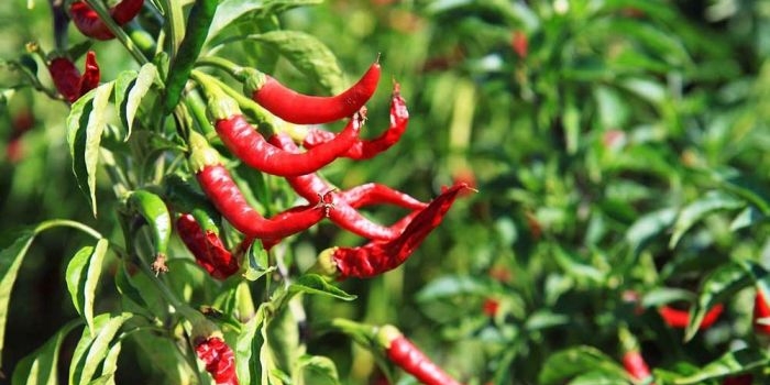 harga-cabai-rawit-merah-di-kota-batu-naik-per-kilo-tembus-rp43-ribu