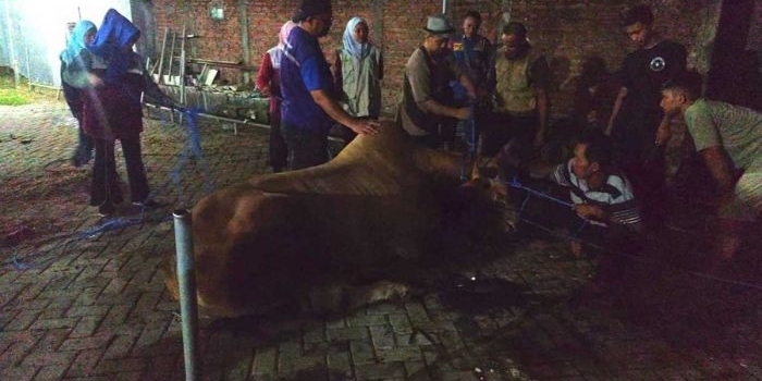 idul-adha-2026-hasilkan-96-ribu-ton-daging-kurban