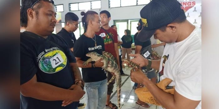 Dewan juri dari Javanese (kanan baju putih) saat keliling menilai reptil para perserta yang mengikuti kontes.