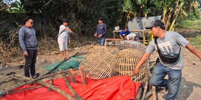 sabung-ayam-di-mojokerto-polisi-amankan-5-orang-dan-18-ekor-ayam