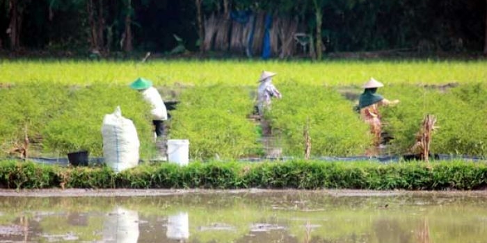 Petani memanen lombok yang mash hijau. latar depan adalah kali bengawan solo yang nyaris meluber. foto: eky nurhadi