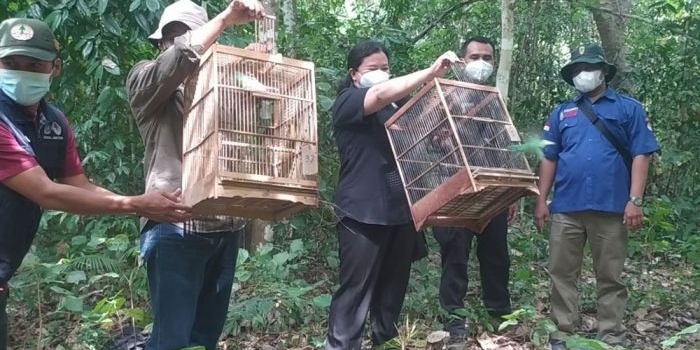 Pelepasliaran 30 ekor burung cucak hijau di Blok Sadengan Kawasan Taman Nasional Alas Purwo, Jumat (22/10).