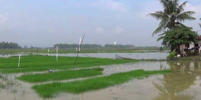 Banjir saat merendam ratusan hektare padi. foto: rahmatullah/ BANGSAONLINE