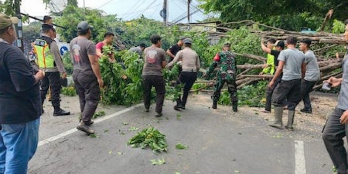 Evakuasi pohon tumbang yang dilakukan tim gabungan di Sidoarjo akibat hujan dan angin kencang