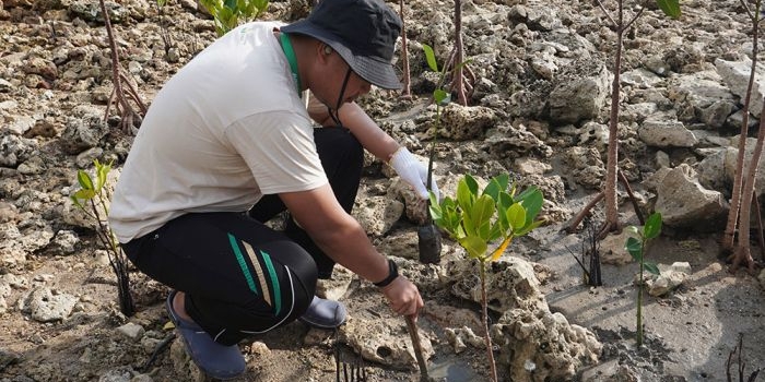 Insan PG melakukan penanaman mangrove di Pusat Restorasi dan Penanaman Mangrove (PRPM) Mengare.