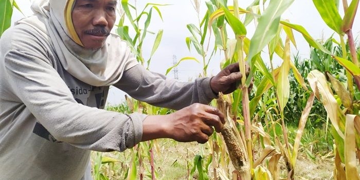 Supri sedang memperlihatkan bekas jagung yang dimakan oleh tikus.