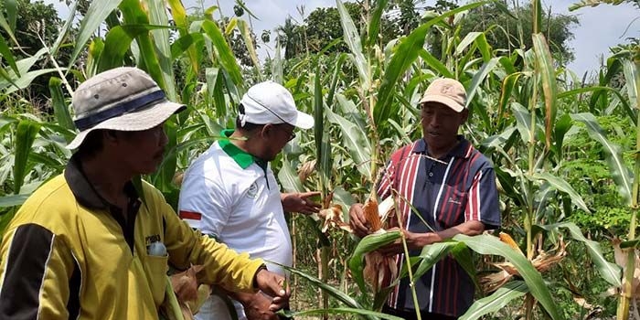 Para petani jagung di Tuban saat menggunakan RKM.