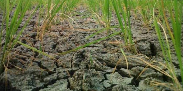 KERING. Tampak tanah yang ditanami padi di Kecamatan Kanor kering kerontang. Foto: Eky Nurhadi/BANGSAONLINE