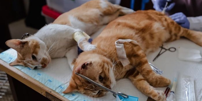 126 Kucing di Jakarta Utara Disterilisasi. Foto: Ist