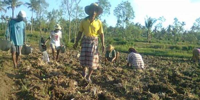 RUKUN : Salah satu keluarga Kecamatan Ganding, Sumenep, kompak menanam tembakau di sawahnya.  (foto: faisal/BANGSAONLINE)